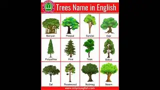 12 Plants name