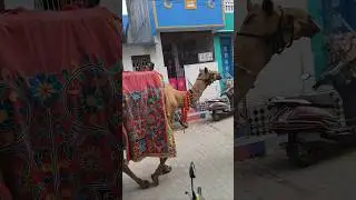 enga ooru kanthoori viza #camel walk #minivlog #unga oorla epdi