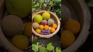 Fruit Harvest from Terrace Garden🌱 #gardening #fruit #shorts