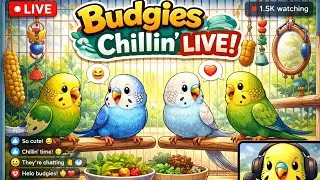 Budgies Sitting & Talking LIVE 🐤🐦 | Calm & Natural Bird Chat Budgie Live Stream | Pet Birds |