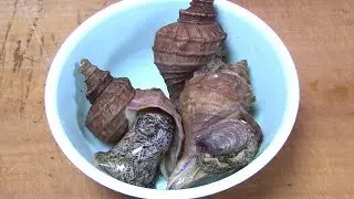 つぶ貝のさばき方～握り　寿司職人の仕込み　how to clean a whelk and make sushi