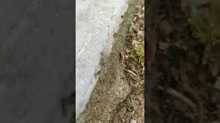 Wild Ants Nest Raiding!