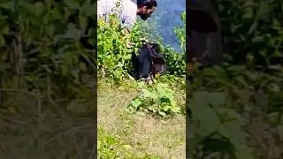 cow dying, can't stand ,hot summer, using water to cool down #cow #help #shorts #summer #water