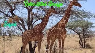 4K African Animals: Wildlife in Samburu National Park - Beautiful African & Real Sounds in 4K Video