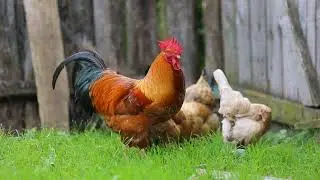 Cock vibe | Cock Vibes | Animals #animals #cock