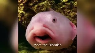 Weird Ocean Creatures