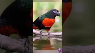 पेस्केट तोता# pesket # parrot#shortvideos #viral 🙏🙏🙏👍👍👍