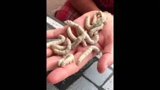 Hand with silk worms