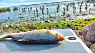 WHOLE SALMON Smoked Over Fire Outdoors | Cooking in Nature 🐟 FISH