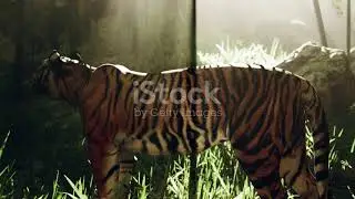 When Tiger Meets Monkey  The Quiet Duel