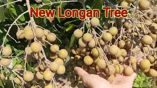 Longan garden with many fruits ready to be harvested 🌱 QUOC garden #14