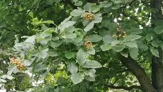 Рябина промежуточная или шведская (Sorbus x intermedia)