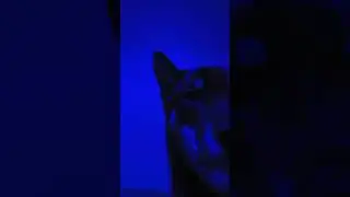 #сиба #лиза #face #faceлиза #сибаину #shiba