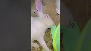 #rabbit #dancemusic #adorablechicks #chic #mycuterabbit #bunny #housemusic #cute #hen