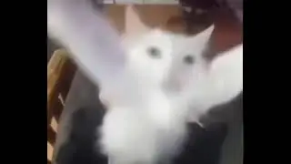KITTY *from Chaseoh*