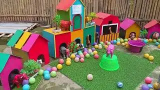 Catch Funny Chickens, Colorful Rainbow Chickens, Cute Rabbits, Funny Ducks, Koi Fish
