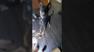 Dogs reviewing Luma Bone Toys from Sam's Club