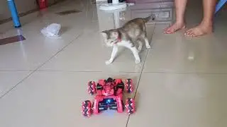 Funny Moment: My Cat vs Remote Control Car 🐾