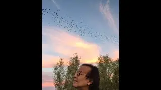 Bats fly into the sunset!