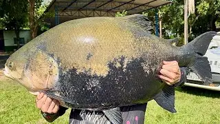 MÃE DO CORREGO DAS ANTAS 37KG/ 4H DE BRIGA 😱