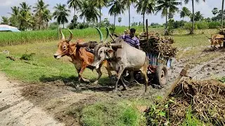 Bullock Cart Mud Stuck in Heavy Loaded Sugarcane | ox / cow video