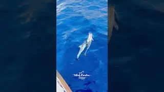 Dolphins make the ocean smile. 💦