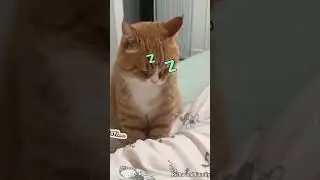 Happy Holiday | Kucing Tidur #cat #shortvideo #shortsvideo #shorts #aiart #ai #holiday