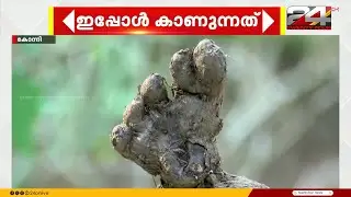 കാച്ചിലിന്റെ 'കാൽപാദം'; കോന്നി രവീന്ദ്രന്റെ വീട്ടിൽ വിളവെടുത്ത കൗതുകം | Pathanamthitta