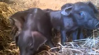 Cute piglets
