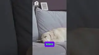 Unseen Threats of Shared Dog Water Bowls
