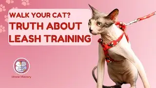 Can You Take Cats for Walks? Leash Training Tips!