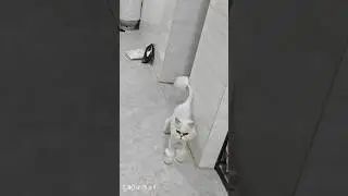Funny Cat Grooming Reactions! 🐾✂️ #cute #cat #meow #funnycats