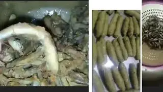رخيصه ومال يسوق بكيلو واحد سمك بساريا 🦈عملت  كفته سمك ومقلي اقسم بالله احلى من الجمبر