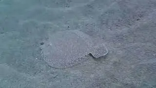 MONTE DI VENERE DIVING VISIT SAFARI DIVING LANZAROTE PART 4