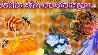 How Do Bees Make Honey Explained  In Telugu|Honeybees|Honey|