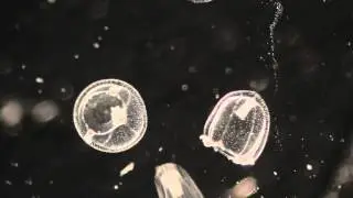 Aequorea victoria