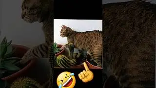Crazy Animals Destroy Things 2025 Funny Animal Fails That Will Make You Laugh A Lot #funny #fails