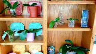 Orchids in moss and water culture, vanda roots, 3 leaf Cattleya mystery continues!