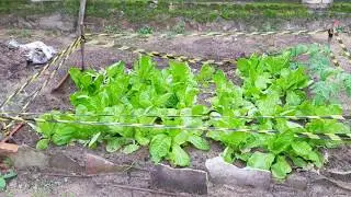 El Huerto de los Suscriptores | Tomate Lechuga