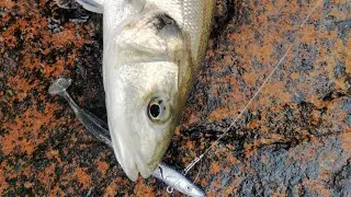 Almost like Bass fishing... Tortured by spaghetti & schoolies 