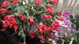 Consejos para tener un cactus de navidad con mucha flor.