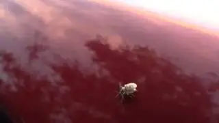 Weevils Mating and Walking