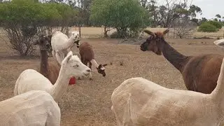 Alpacas Eating Carrots