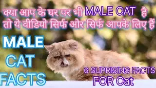 6 SUPRISING FACTS FOR CAT| MALE Cats Have These 6 SHOCKING Secrets? #cats #catvideos #pets