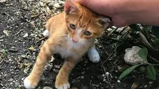 Man Saves Kitten He Befriended Outside His Work Before Hurricane Irma Hits