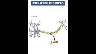 Structure of Neuron |Biology| #class10 #biology #neet #learning #trending #viral #shorts #structure