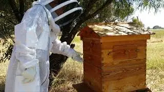 My Beekeeping Journey