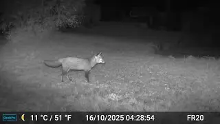 Fox Videos Only Edit GardePro A3 Trail Camera 7 of 12 FR20 C&ocirc;tes d'Armor, Brittany, France