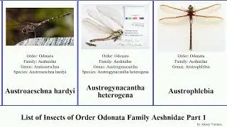 List of Insects of Order Odonata Family Aeshnidae Part 1 austroaeschna darner hawker anax emperor