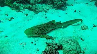 Lifou